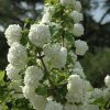 Snowball Viburnum #2 - Image 2